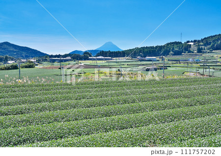 【一面に広がる知覧茶のお茶畑】 鹿児島県南九州市頴娃町郡 111757202