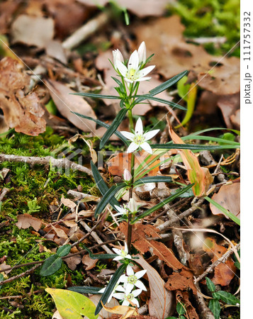 センブリのある風景 111757332