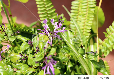 プレクトランサスの花 プレクトランサスの花 111757401