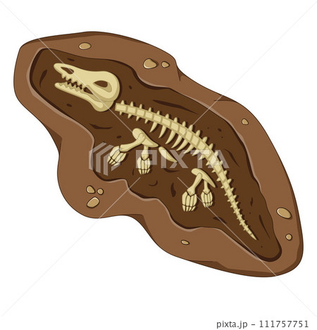 Dinosaur fossil skeleton bones, excavations of archeology isolated of illustration 111757751