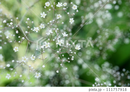 庭に咲くカスミソウの花とツボミ 庭に咲くカスミソウの花とツボミ 111757918