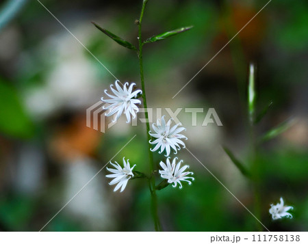 キッコウハグマのある風景 キッコウハグマのある風景 111758138