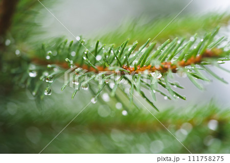 dew drops after rain on the tips of a coniferous tree dew drops after rain on the tips of a coniferous tree 111758275