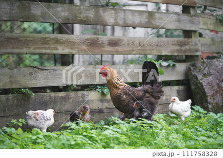 beautiful chickens and roosters outdoors in the yard mother with chickens beautiful chickens and roosters outdoors in the yard mother with chickens 111758328
