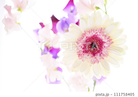 明るい白とピンクのガーベラと花々 明るい白とピンクのガーベラと花々 111758405