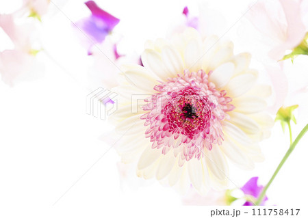 明るい白とピンクのガーベラと花々 明るい白とピンクのガーベラと花々 111758417