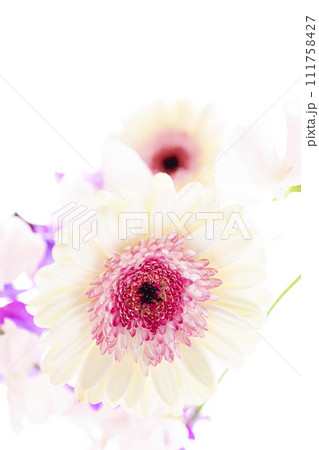 明るい白とピンクのガーベラと花々 111758427