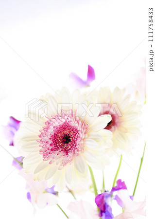 明るい白とピンクのガーベラと花々 明るい白とピンクのガーベラと花々 111758433