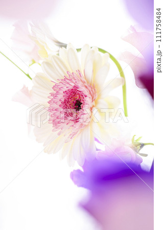 明るい白とピンクのガーベラと花々 111758484