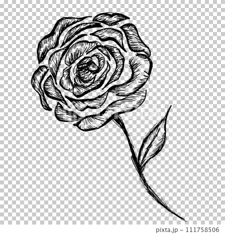 hand drawing of a rose flower 111758506
