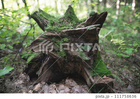 a stump from a tree cut down by loggers in the forest is covered with moss a stump from a tree cut down by loggers in the forest is covered with moss 111758636