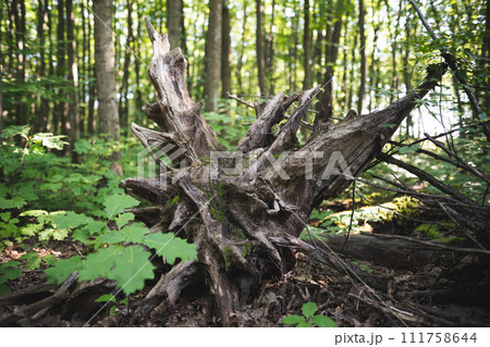 stump from a cut tree by lumberjacks in the forest 111758644
