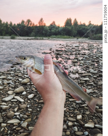 fisherman caught river fish holding in his hand 111759004