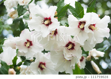 beautiful white Hibiscus flowers on a bush 111759028