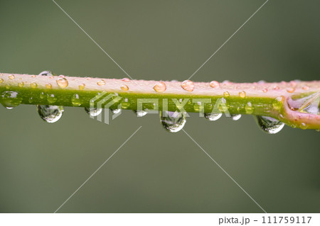 close-up of water droplets on a plant stem close-up of water droplets on a plant stem 111759117