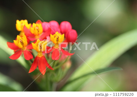 トウワタの花 トウワタの花 111759220