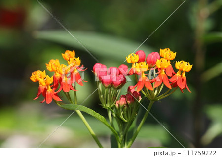 トウワタの花の蕾 111759222