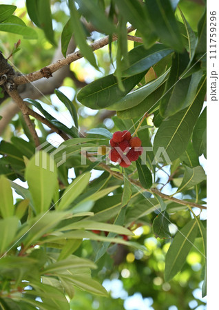 樹木・ヤマモモ　ヤマモモ科 111759296