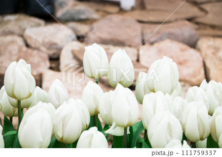 Field of bright fresh tulips. Spring Festival of Flowers. 111759337