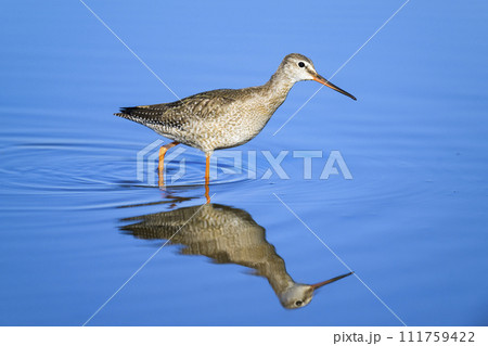 ツルシギ 111759422