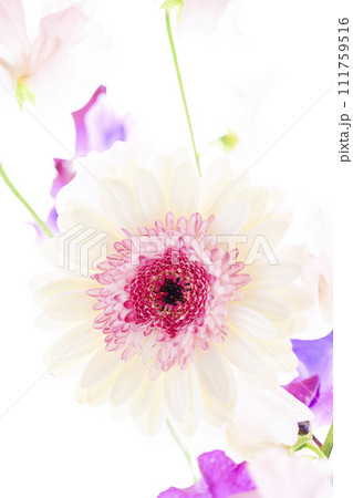 明るい白とピンクのガーベラの花々 111759516