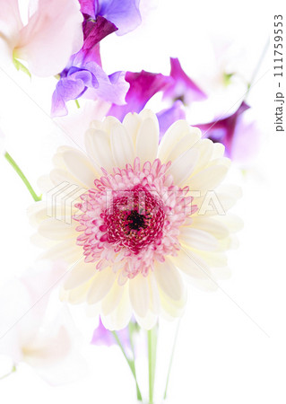 明るい白とピンクのガーベラの花々 111759553