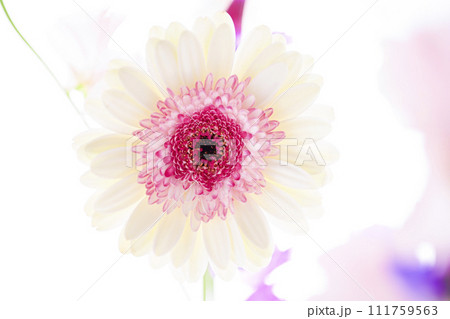 明るい白とピンクのガーベラの花々 明るい白とピンクのガーベラの花々 111759563