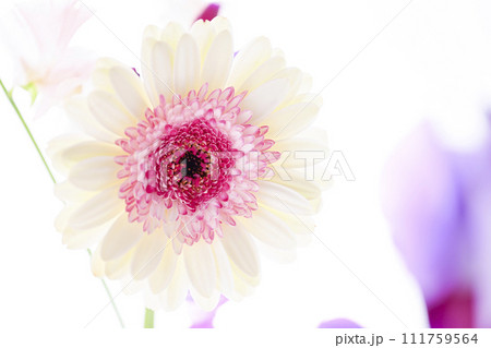 明るい白とピンクのガーベラの花々 明るい白とピンクのガーベラの花々 111759564