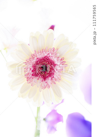 明るい白とピンクのガーベラの花々 明るい白とピンクのガーベラの花々 111759565