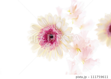 明るい白とピンクのガーベラの花々 明るい白とピンクのガーベラの花々 111759611