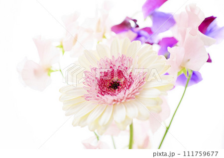 明るい白とピンクのガーベラの花々 明るい白とピンクのガーベラの花々 111759677