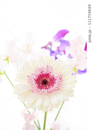 明るい白とピンクのガーベラの花々 111759689