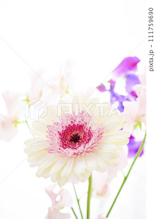 明るい白とピンクのガーベラの花々 111759690