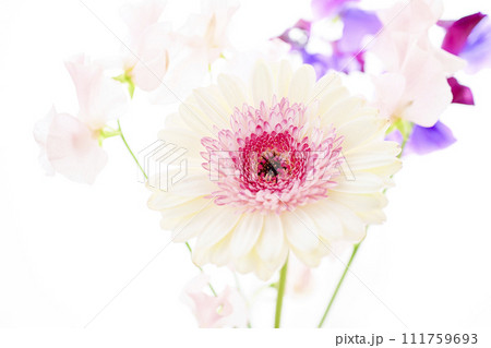 明るい白とピンクのガーベラの花々 明るい白とピンクのガーベラの花々 111759693