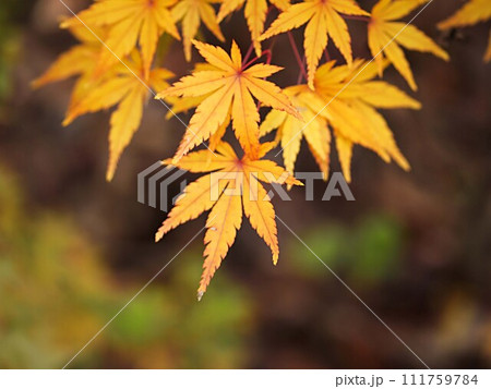 モミジの紅葉のイメージ 111759784