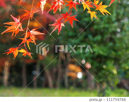 モミジの紅葉のイメージ モミジの紅葉のイメージ 111759788