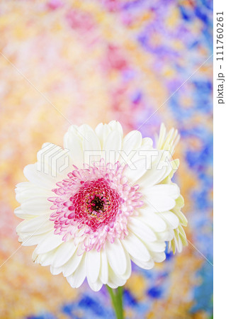 明るい白とピンクのガーベラ 明るい白とピンクのガーベラ 111760261