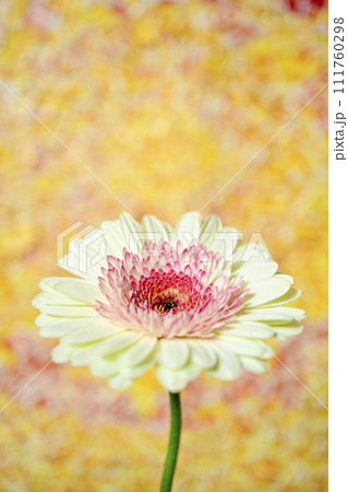 明るい白とピンクのガーベラ 111760298