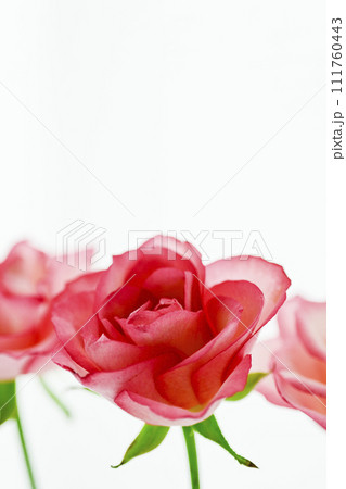 明るく華やかな赤とピンクのバラ 111760443