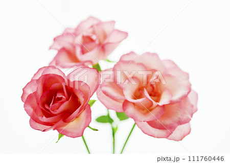 明るく華やかな赤とピンクのバラ 111760446