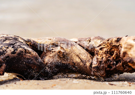 beautiful driftwood processed by the ocean for many years 111760640