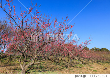 早春に咲き誇る紅梅 111760804