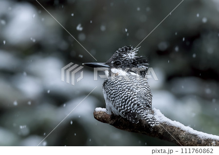 雪の日に佇むヤマセミ 111760862