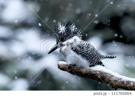 雪の日に佇むヤマセミ 雪の日に佇むヤマセミ 111760864