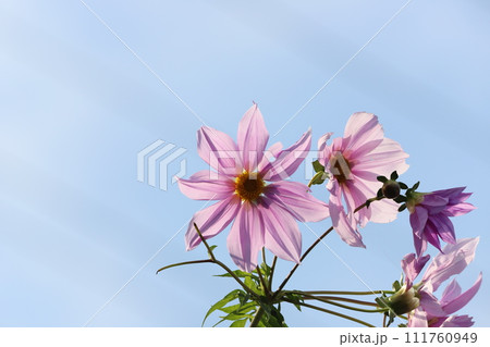 コウテイダリアの花 コウテイダリアの花 111760949