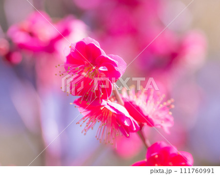 早春に咲く梅の花 早春に咲く梅の花 111760991