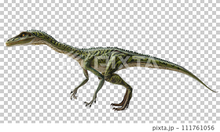 コエロフィシスのイメージ image of Coelophysis No2-1 コエロフィシスのイメージ image of Coelophysis No2-1 111761056