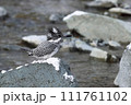 雪がやんだ早朝のヤマセミ 111761102