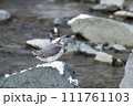 雪がやんだ早朝のヤマセミ 111761103
