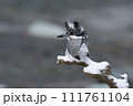 雪がやんだ早朝のヤマセミ 111761104